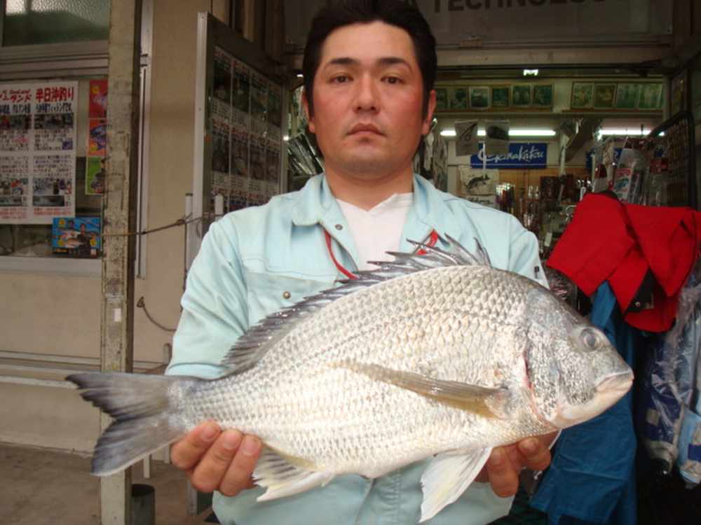 週間・月別釣果情報