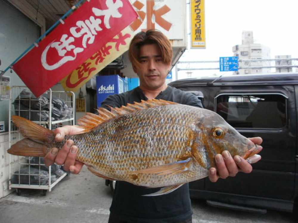 週間・月別釣果情報