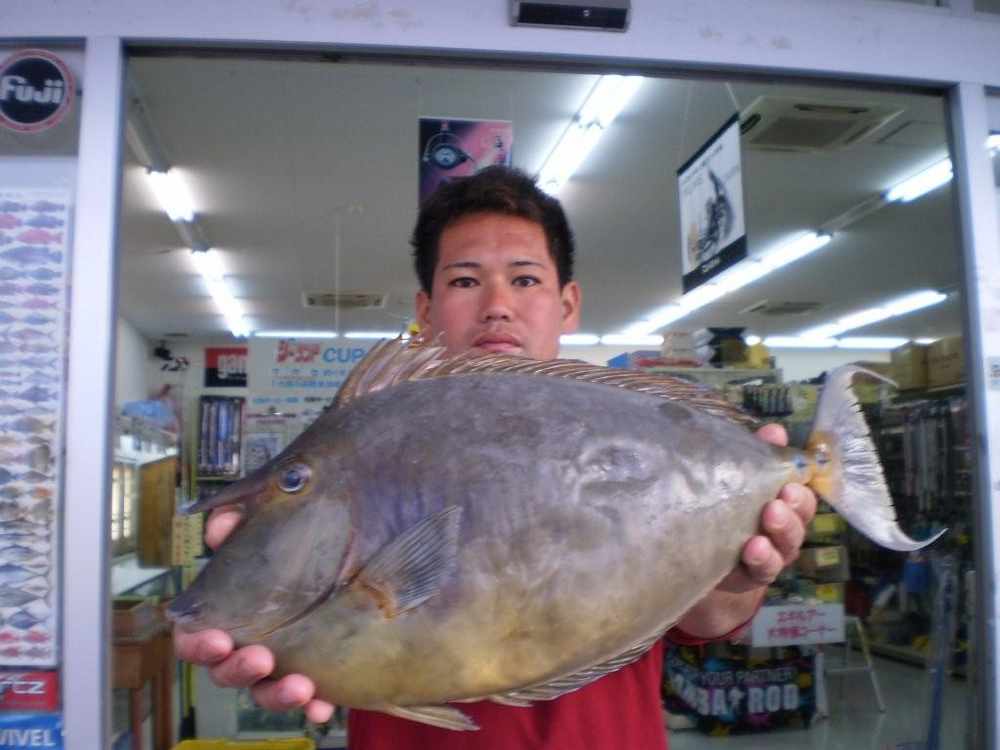 週間・月別釣果情報