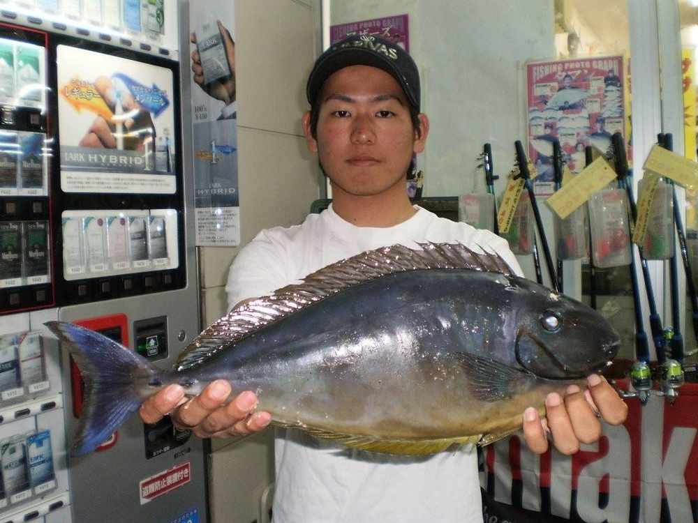 週間・月別釣果情報